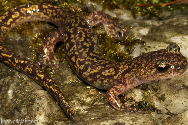 Salamandra