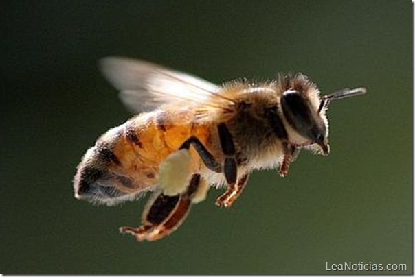 bee