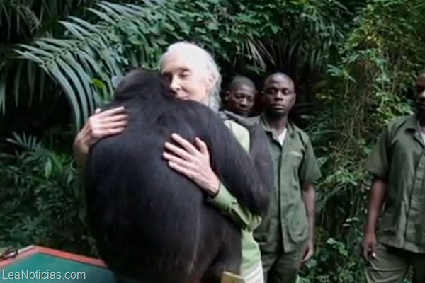 chimpance liberada