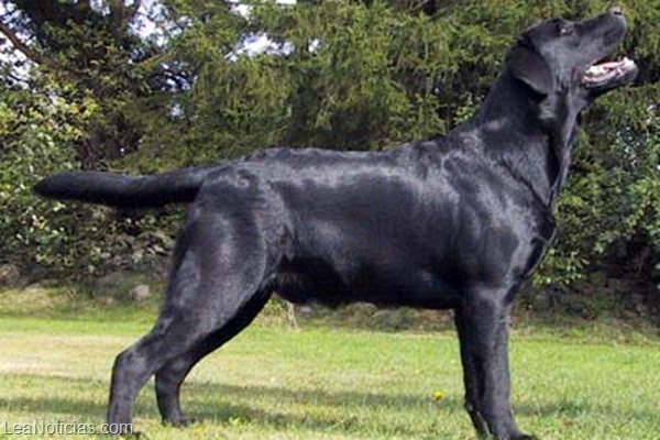 labrador