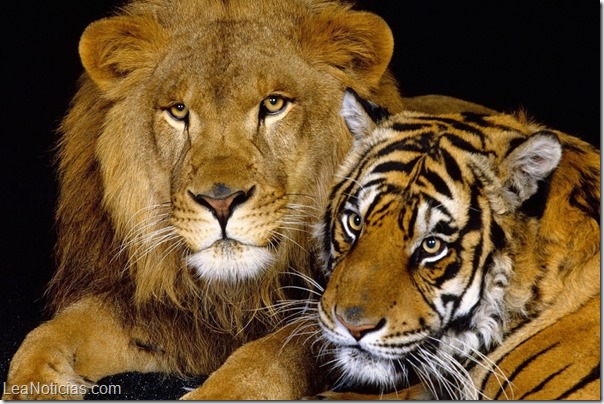 leon y tigre