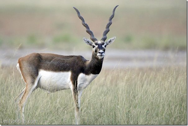 antilope