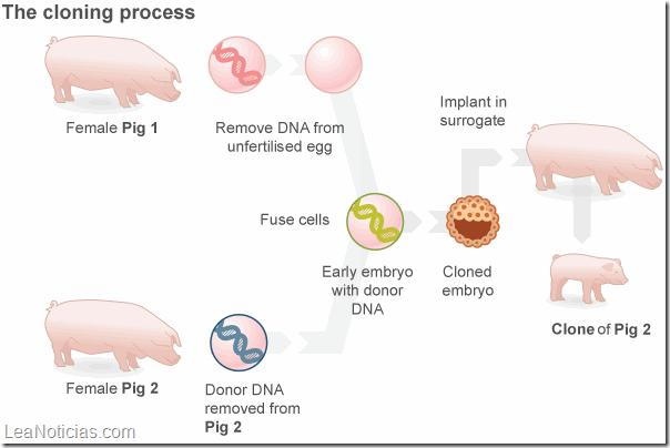 clonación