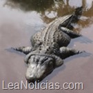 cocodrilos