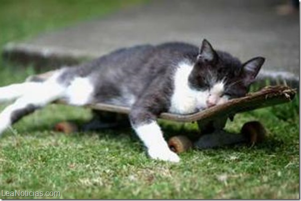 gato