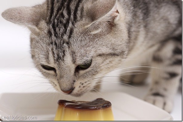 gato_comiendo_budin-1600x1200