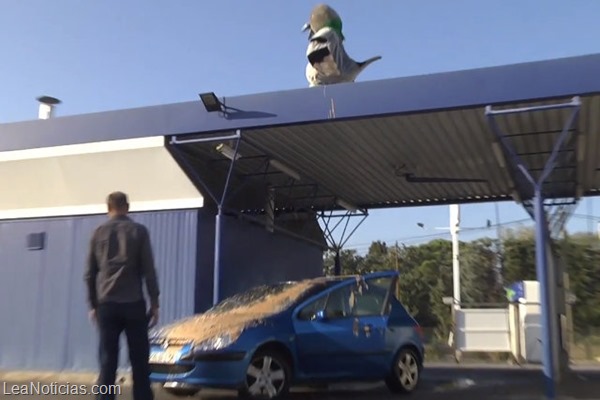 giant-pigeon-car-wash-prank