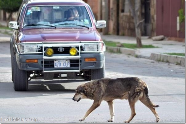 perrito_hachi