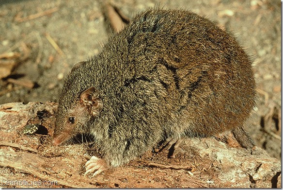 Marsupial Antechinus