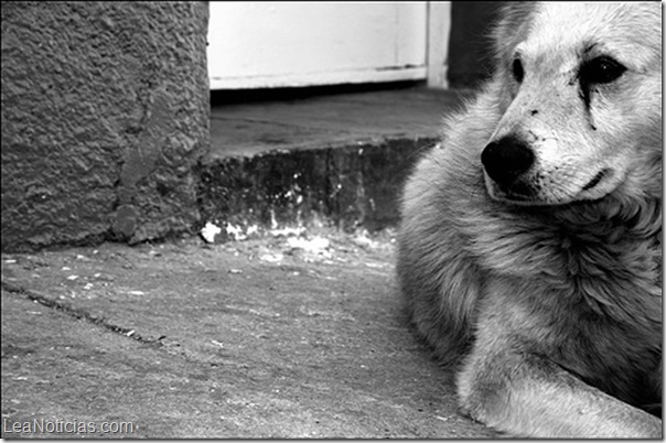 Perros callejeros