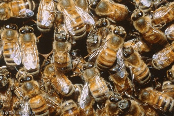 abejas virus abejas virus