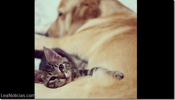 gato y golden