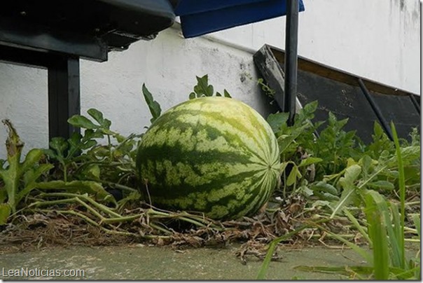 sandia