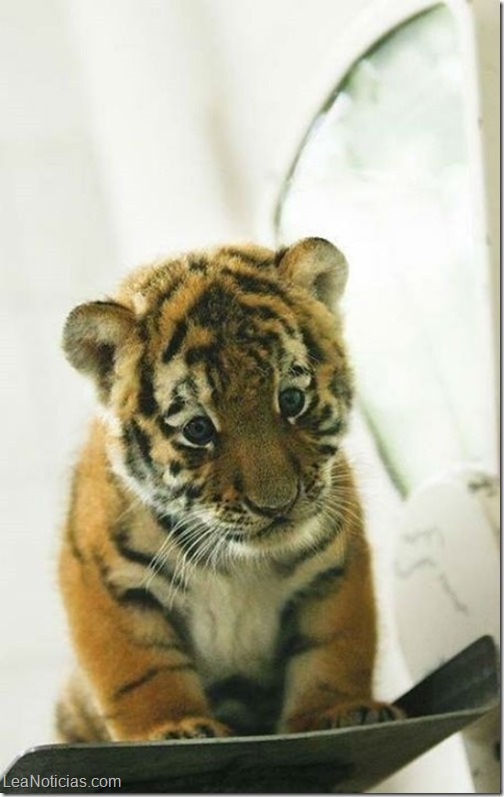 tigre
