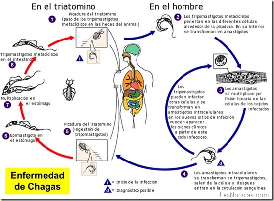 Chagas 