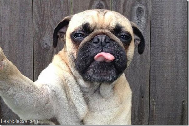 perrito selfie