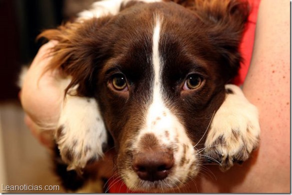 Rua a  Springer Spaniel which has been fostered out over Christmas

Photo by Chris Bacon
