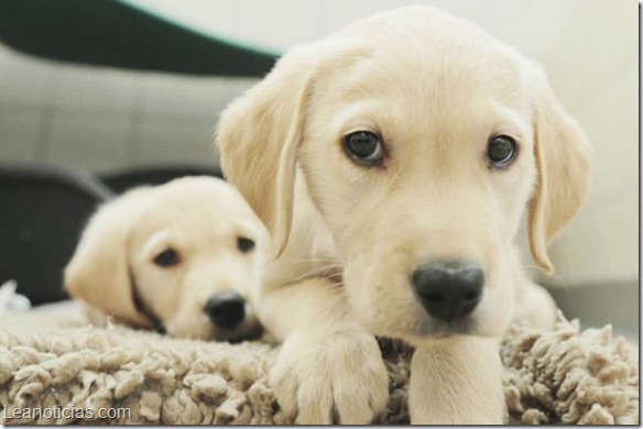 From Storyvault Films Ltd 

ME AND MY GUIDE DOG
Wednesday 3rd July 2013 

Pictured: Golden Labrador Puppies

An exploration of the unique relationship between man and his best friend; from the birth of a litter of puppies, through guide dog training, to placement with those who need them most.

With exclusive access to The Guide Dogs for the Blind Association, this heart-warming film, narrated by dog-lover, Paul OíGrady, highlights the difference guide dogs make to peopleís lives. For the past 80 years, the Association has been matching the visually impaired with their canine guides in life-changing partnerships. From Steve Cunningham, the worldís fastest blind man, who drives racing cars at high speed, to newly-engaged Mark and Claire who were brought together by their guide dogsí own romance and Liverpool-based 24-year-old, Lynette Proctor whoís undergoing guide-dog training with her first guide dog, Pippa; we hear the heartfelt stories of the difference dogs can make to the lives of those who cannot see for themselves.  Every hour, another person in the UK goes blind. When someone loses their sight, guide dogs ensure they donít have to lose their freedom as well. 

© Storyvault Films Ltd 

For further information please contact Peter Gray 
0207 157 3046 peter.gray@itv.com 

This photograph is (C) Storyvault Films Ltd   and can only be reproduced for editorial purposes directly in connection with the  programme Me And My Guide Dog   or ITV. Once made available by the ITV Picture Desk, this photograph can be reproduced once only up until the Transmission date and no reproduction fee will be charged. Any subsequent usage may incur a fee. This photograph must not be syndicated to any other publication or website, or permanently archived, without the express written permission of ITV Picture Desk. Full Terms and conditions are available on the website www.itvpictures.com

