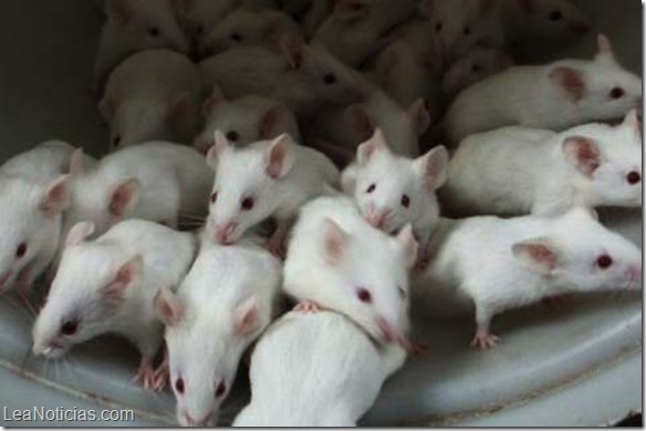 ratones de laboratorio