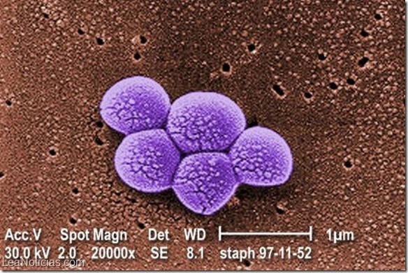 superbacteria