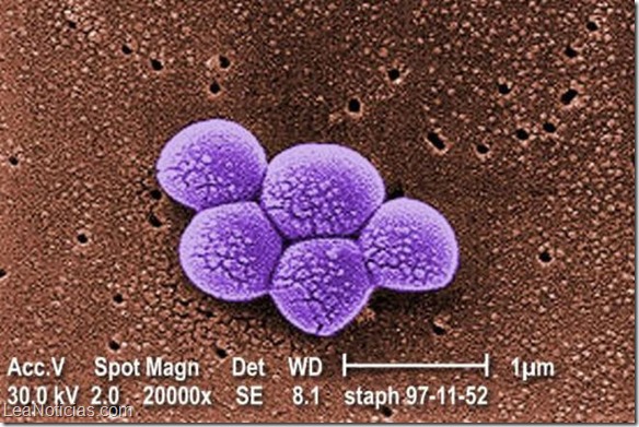 superbacteria