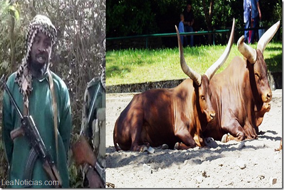 Boko-haram-cattles