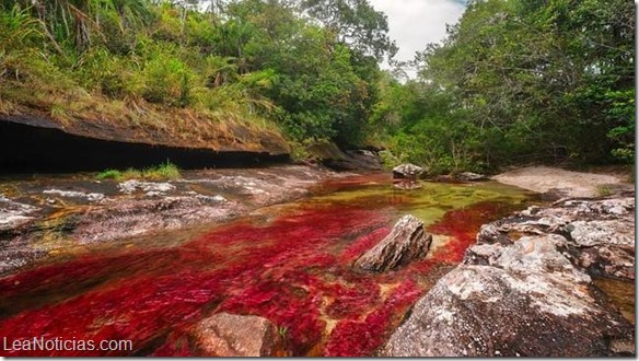 Cano-Cristales-rio-en-La-Macarena-colombia