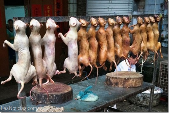 banquete-de-perros-en-china-comida