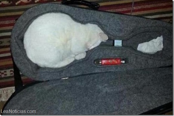 gato 2