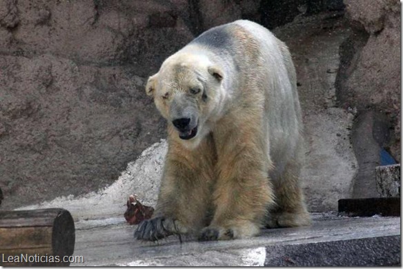 Calor-Arturo-oso-porlar-Mendoza_CLAIMA20131226_0116_14