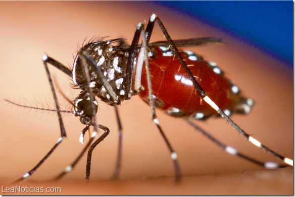 An Aedes albopictus female mosquito feeds on a human blood meal.

Photo by James Gathany, Centers for Disease Control and Prevention
