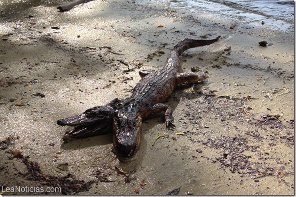 caiman 2 cabezas 2