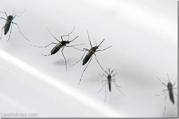 chikungunya-venezuela