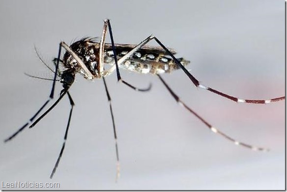 mosquito-chikunguna--644x362