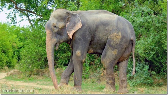 raju elefante 4