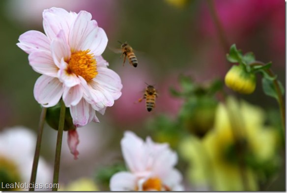 abejas chile