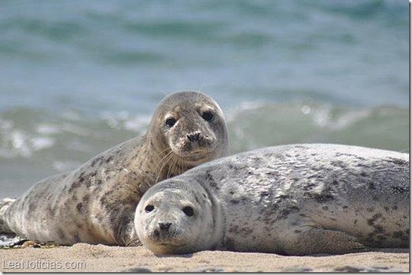 foca-tuberculosis-colon--644x362