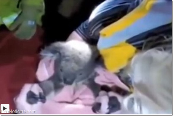 koala rescatado