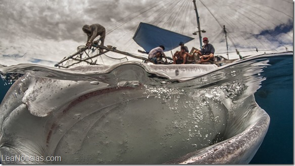 mejores fotos salvajes ballena