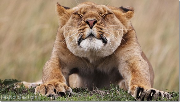 mejores fotos salvajes leon