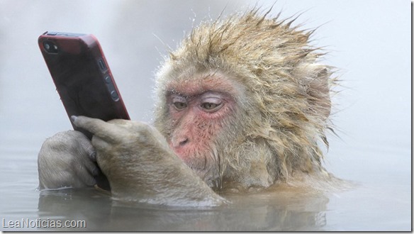 mejores fotos salvajes macaco