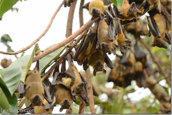 murcielagos fruta ebola