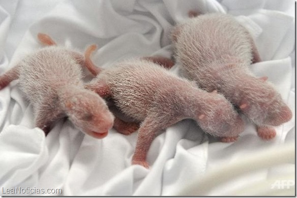pandas trillizos nacen en china