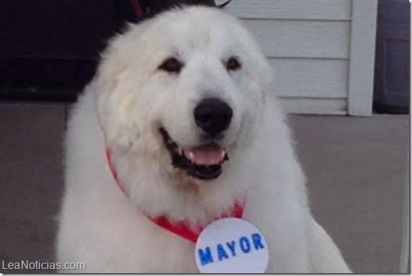 perro alcalde 1