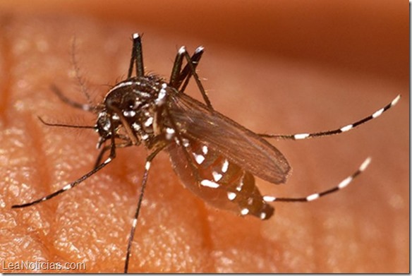 virus chikungunya vzla 1