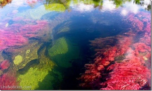 Arcoiris-liquido-el-rio-Cano-Cristales-002