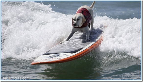 perros surfistas