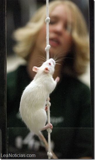 ratones modificados 2