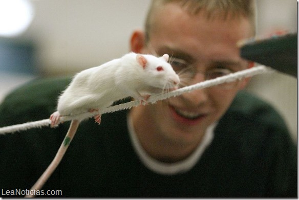 ratones modificados 4