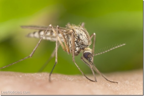 7-alimentos-que-te-convierten-en-un-manjar-para-los-mosquitos